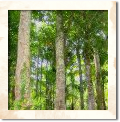 Learn about Agarwood / Oud What is Agarwood / Oud?