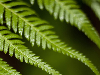 Agarwood Oud Product